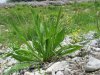 Plantago%20lanceolata%20TED.jpg