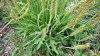 plante-a-identifier-1-3-visoflora-29892.jpg