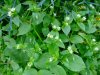 Benefits Of Chickweed (Stellaria Media) Herb For Health (2).JPG