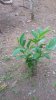 Plant_fruit_Guava.jpeg