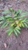 Plant_fruit_Rambutan.jpeg