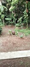 Germinating coconut trees.jpg