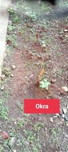 Okra 9 day after planting.jpg