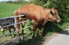 210005306f_1459944376_Cow-stuck-on-a-fence_full__list-noup.jpg