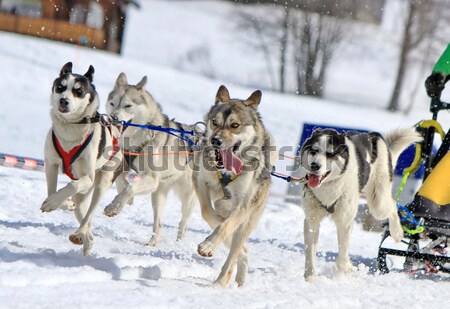 6284259_stock-photo-husky-sled-dog-team-at-work.jpg