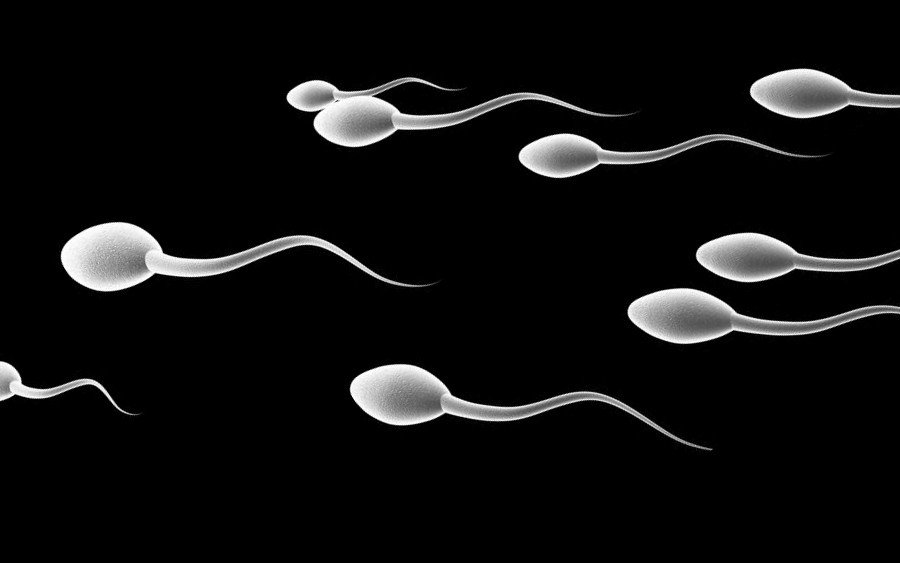 Sperm-cells.jpg